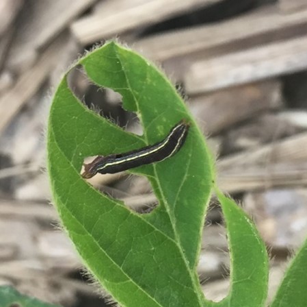 ARMYWORM SPECIES IN FIELD CROPS